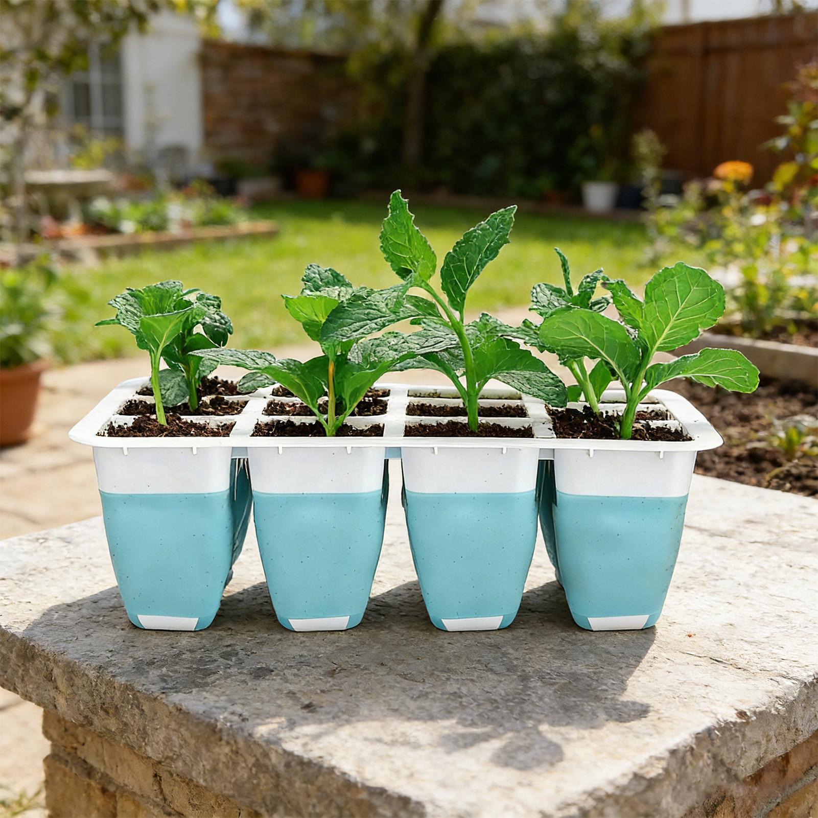 5 Paket Baki Semai Silikon 60  - Indoor Garden Kit ulasan dan harga